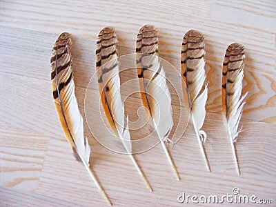 Feather from Bird of Preys The Long-Eared Owl Stock Photo