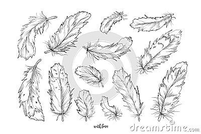 Feather bird vector hand drawn designer elements set collection. Vector Illustration