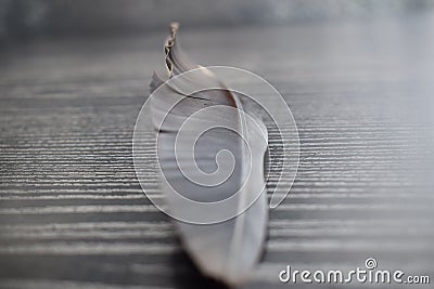 Feather of black herons on the wooden pad Stock Photo