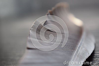 Feather of black herons on the wooden pad Stock Photo