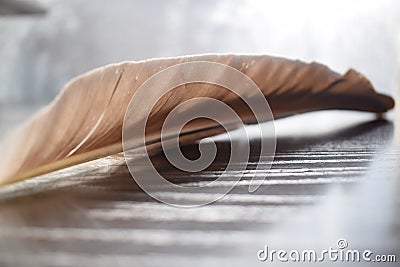 Feather of black herons on the wooden pad Stock Photo