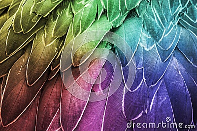 Feather. Colorful Bird Feathers Stock Photo