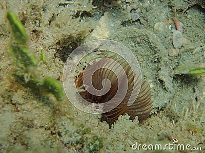 Feather duster worm attached to a rock reef Stock Photo