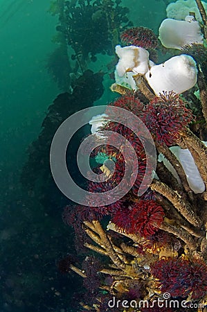 Feather Duster Worms Stock Photo