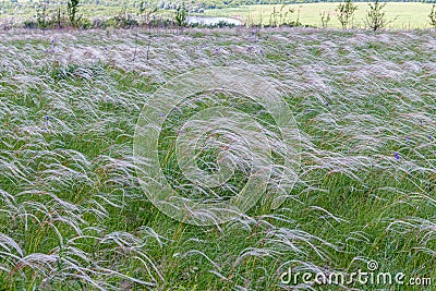 Feather fields amaze with their beauty. Stock Photo