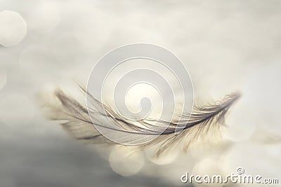 Feather flies gently into the sky, concept of lightness Stock Photo