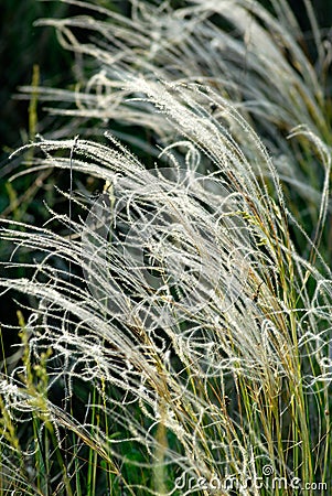 Feather-grass Stock Photo