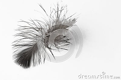 Feather isolated on a white background Stock Photo