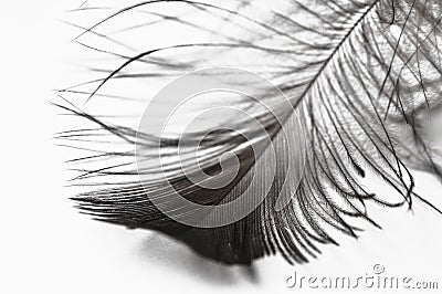 Feather isolated on a white background Stock Photo