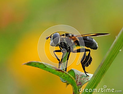 Feather-legged fly Trichopoda pennipes, a parasite of stink bugs Stock Photo