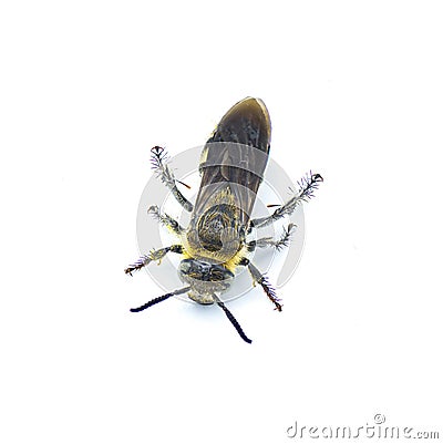 Feather legged scoliid wasp - Dielis plumipes fossulana - top dorsal view isolated on white background Stock Photo