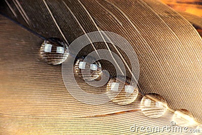 Feather macro Stock Photo