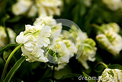 Feather petals of an unusual rare variety of tulips close-up, in bokeh Stock Photo