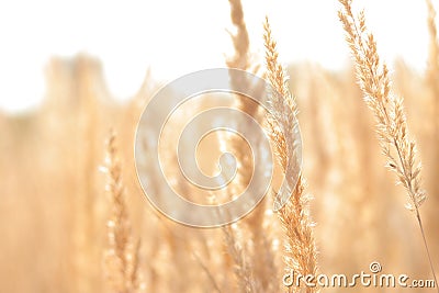 Feather Reed Grass, close up. Beautiful steppe field Stock Photo