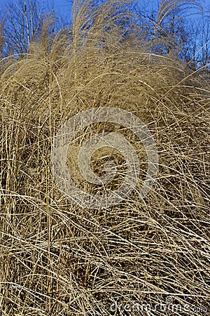 Feather Reed Grass 818360 Stock Photo