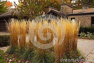 Feather Reed Grass, outdoor decorative plant. Dry grass at the fancy house front yard.Autumn plants. Stock Photo