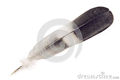 Feather Stock Photo