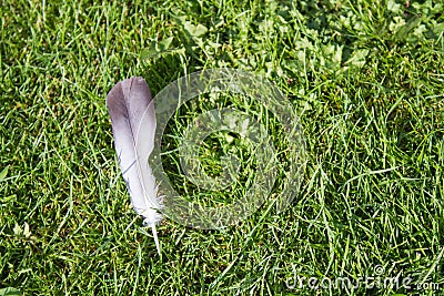 Forgotten feather on the lawn Stock Photo