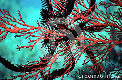 Feather star on orange fan coral Stock Photo