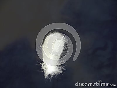Feather swan adrift in the lake Stock Photo