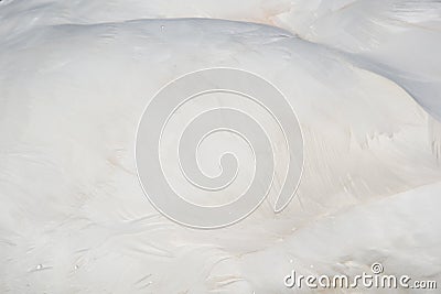 Feather of a Swan (Cygnini) Stock Photo