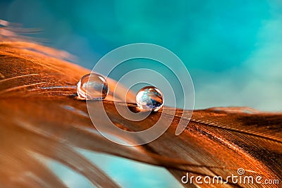 Feather on a turquoise background with drops of dew. Abstract, stylish macro. Selective focus. Stock Photo