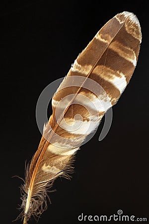 Feather of Ural Owl Stock Photo