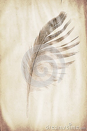 Feather watermark Stock Photo