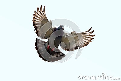 Feather wing of homing pigeon bird floating mid air Stock Photo