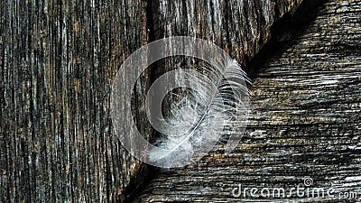 feather on the wood in details Stock Photo