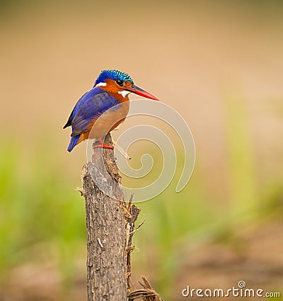 A feathered jewel: Malachite Kingfisher Stock Photo