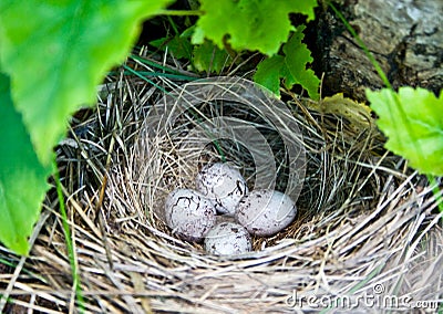 Feathered nest with quail eggs Stock Photo