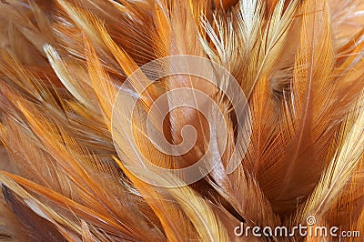 Feathers Stock Photo