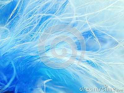 Feathers Stock Photo