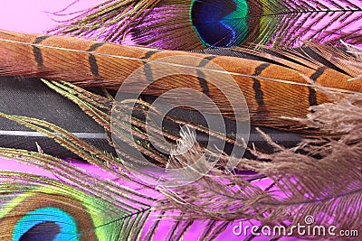 Feathers Stock Photo