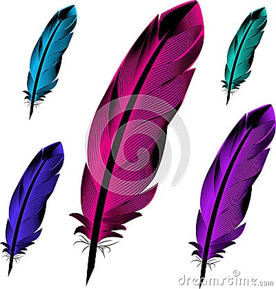 Feathers birds. Colored Vector Illustration
