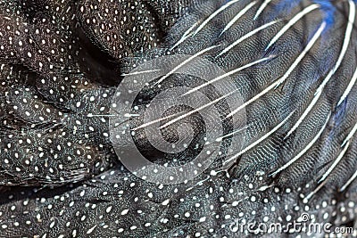 Feathers of guinea fowl as an abstract background Stock Photo