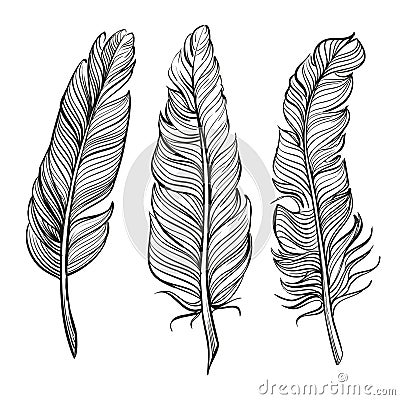 Feathers set hand drawn vector llustration Vector Illustration