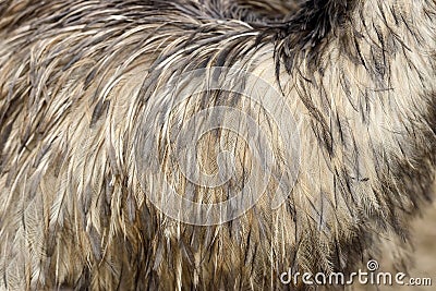 Feathers texture of a ostrich Stock Photo