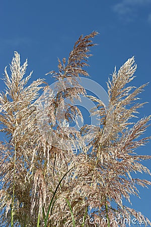 Feathery grass Stock Photo