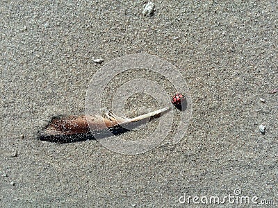 Feathery Ladybug on a beach Stock Photo