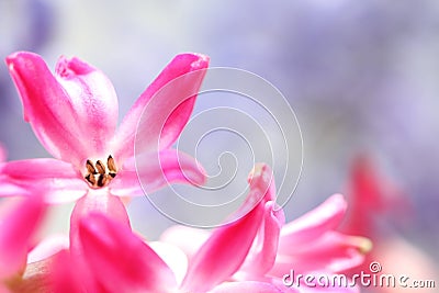 Feature of pink hyacinth Stock Photo