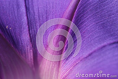 Feature of purple morning flower Stock Photo