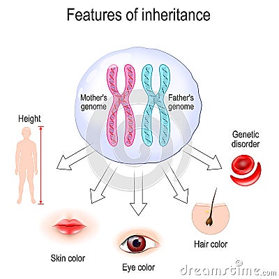 Features of inheritance. chromosome theory of inheritance Vector Illustration