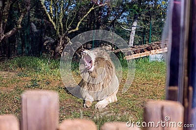 Feb 13, 2022, Rabat, Morocco: Male lion yawning in zoo park Editorial Stock Photo