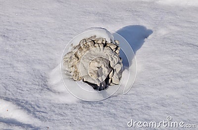 February 18, 2021, Russia, Tula. head sculptures of an ancient figure covered with snow Editorial Stock Photo