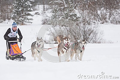 February 21, 2021, Saint Petersburg, Leningrad Region, Russia. Amateur dog sledding race, cute Siberian husky dogs pulling sleds Editorial Stock Photo