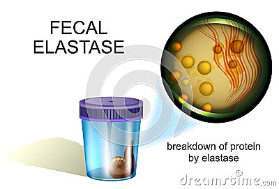 Fecal elastase. coprology Vector Illustration