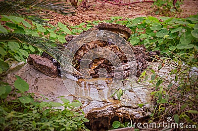 Feces come out of a sewer hatch Stock Photo