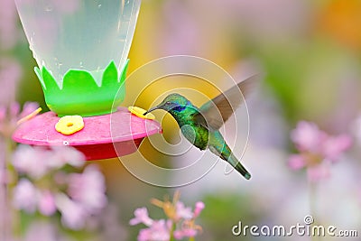 Feeder with hummingbird. Tropic wildlife. Hummingbirds with orange flower. Two green birds Green Violet-ear, Colibri thalassinus, Stock Photo